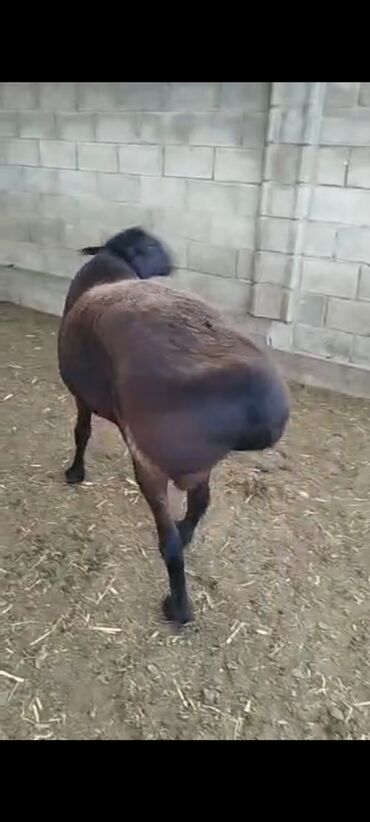 Бараны, овцы: Продаю | Ягненок, Баран (самец) | Арашан | На забой, Для разведения, Для шерсти | Племенные, Осеменитель — 2