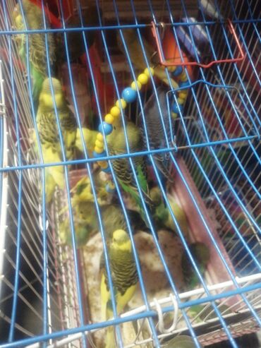 Qəfəslər: Təzə Qəfəslər 9azn boş qəfəslər Valnisti Tutuquşu Qəfəsi 9azn Amadin — 30