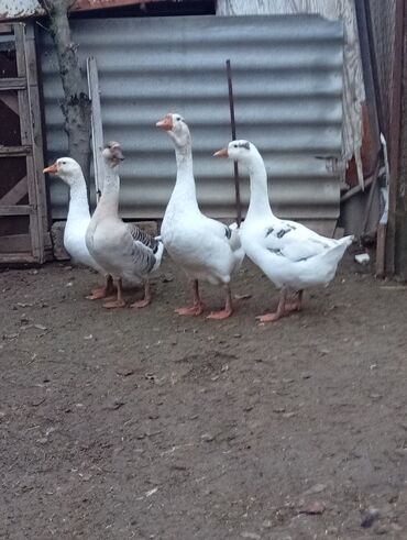 Qazlar: Qazlar satılır – həm ətlik, həm də damazlıq məqsədlər üçün — 12