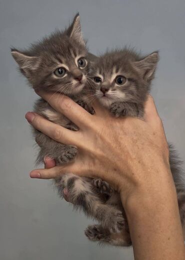 Отдам даром кошку: Кошка даром: Беспородная, 2 месяца, Девочка, Приучена к лотку, Проглистована, С прививками