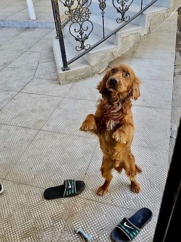 şirin it adları: Koker spaniyel, 1 il, Erkək, Peyvəndli — 2