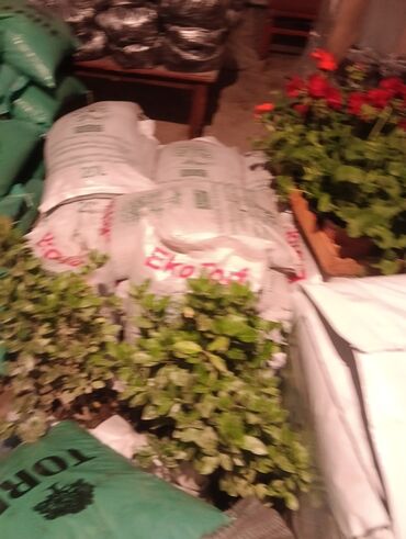 Şitillər: Qazon landşaft #qazon #torf #torf250litrlik Ekolayf #ekolayf balaken — 25