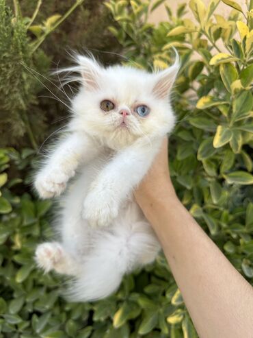 Pişiklər: Fars -da lalafo.az — 19 Pişiklər: Fars — 19