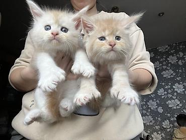 Продажа кошек: ✨ Эксклюзивные полидактильные мейн-куны ✨ Предлагаются к продаже — 5