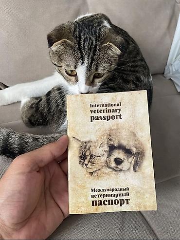 кошка веслоухий: Шотландская вислоухая кошка (скоттиш-фолд) Отдам даром за хорошие — 2