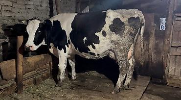kənd təsərrufatı heyvanları: Temiz ivanofka inek 3-cu balaya 3 ayliq Bogazdir. Hal hazirda 18 litr — 2