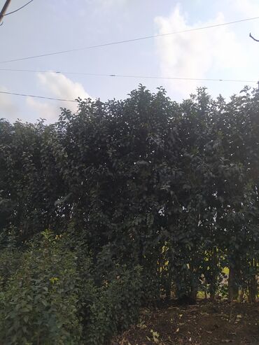 Ağaclar: İlin 12 ayı həmişə yaşıl dekorativ ağaclar yarpaqları tökülmür bu -da lalafo.az — 11 Ağaclar: İlin 12 ayı həmişə yaşıl dekorativ ağaclar yarpaqları tökülmür bu — 11