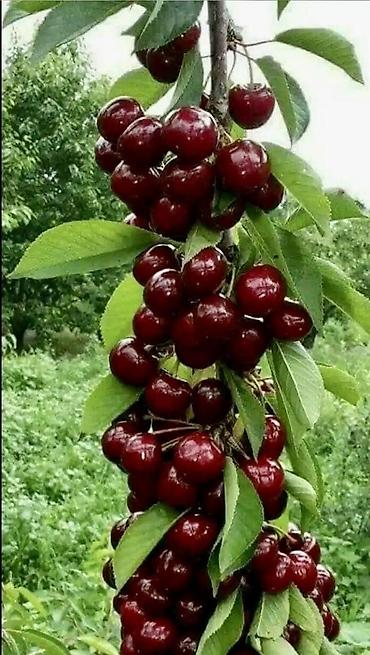 Виноград: Саженцы оптом и в розницу г.Бишкек доставка по городу Все виды — 7