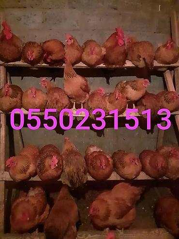 Куры, петухи: Продаю | Инкубационные яйца | Кучинская — 3