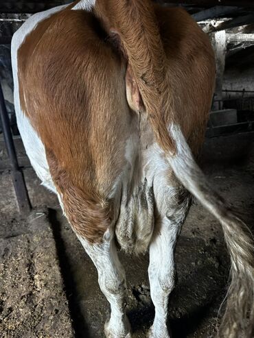 дом для котов: Продаю | Корова (самка) | Для молока | Племенные