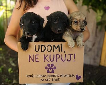 maltezer stenci prodaja: Poklanjamo prelepe umiljate stence. Mesanci, starosti 1mesec. Poceli — 1