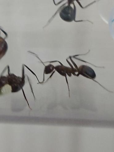 Муравьи Camponotus nicobarensis 1 матка 3 рабочих - 500 2 матки 5-6 lalafo.kg да — 3 Муравьи Camponotus nicobarensis 1 матка 3 рабочих - 500 2 матки 5-6 — 3