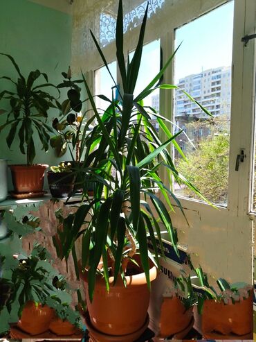 hilba bitkisi nedir v Azərbaycan | DIGƏR OTAQ BITKILƏRI: Boyuk dibcek bitkisi .15 il evvel ekilib.qiymet sondur