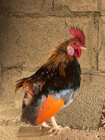 домик для кроликов: Продаю | Петух, Куры