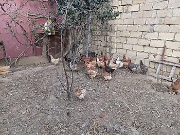 it satanlar: Toyuq, Damazlıq, Ünvandan götürmə — 3