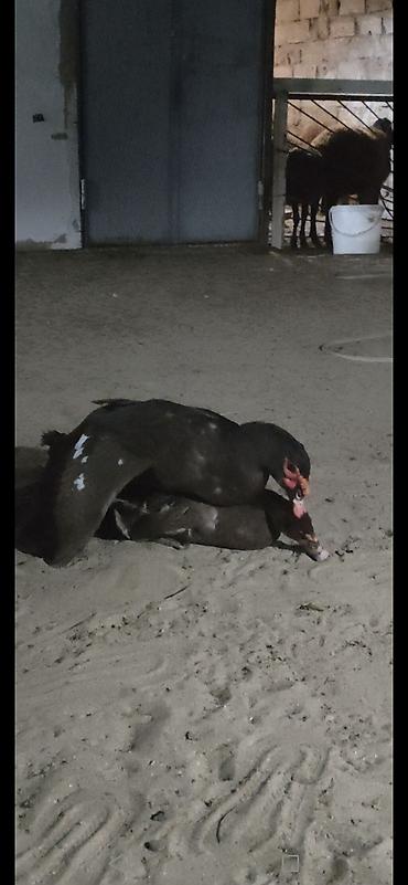 at sudu satisi: Salam Aleykum 1 erkək Qırmızı öküz krasnadar ördək satıram 7-ci — 4