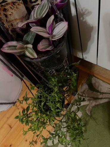 Otaq bitkiləri: Her nov guler var endirimnen verecem Gencedi istiyen yazsin satiş — 74