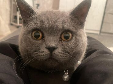 сибирская вислоухая кошка: Срочно!!! Плюшевый британский короткошерстный котенок серого окраса