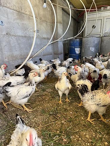 cins xoruz harda banliyar: Toyuq, Adler, Damazlıq — 8