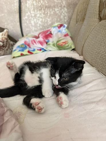 pitomnik temir: Отдам ДАРОМ домашних котят — 7