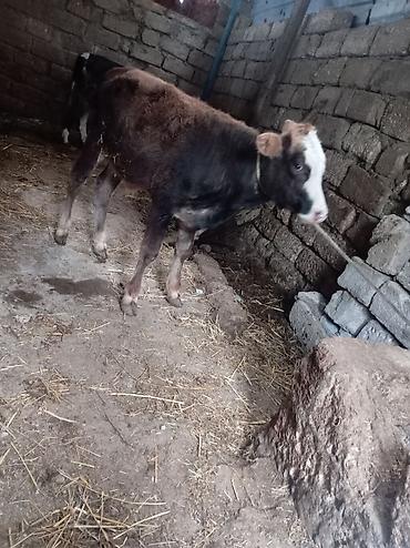 tap az afcarka: Erkek super saxlanmali heyvandir tecili pul lazimdi ona gore satiram — 4