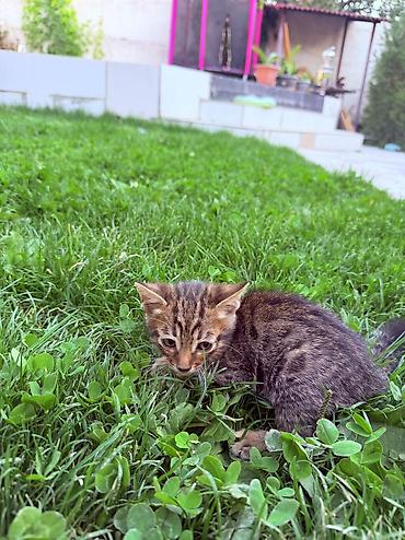 кошки манчкин: Котята от породистых родителей: мама — бенгальская кошка с ярким — 3