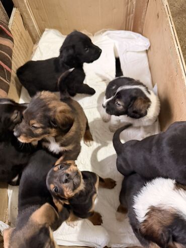 Psi: Štenci mešanci – više štenaca različitih boja i šara Opis: - Leglo — 4