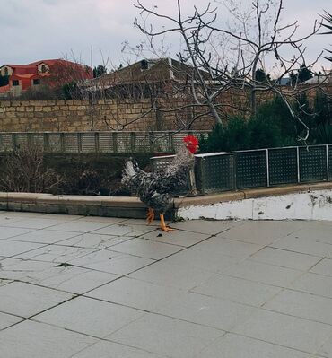 Xoruzlar: Xoruzlar her növde var qiymetler 15,17,20,25, ve 70azn çatdirilmada — 3