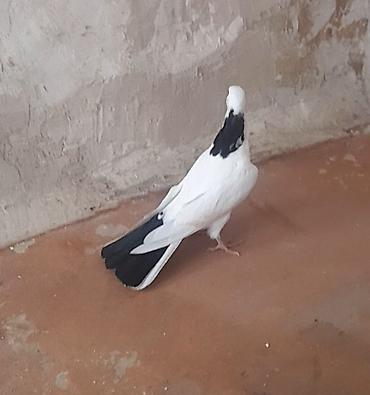 Göyərçinlər: Erkey — 9