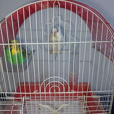 pitbul satilir: 2 eded qus qefesi ile birlikde satilir — 2