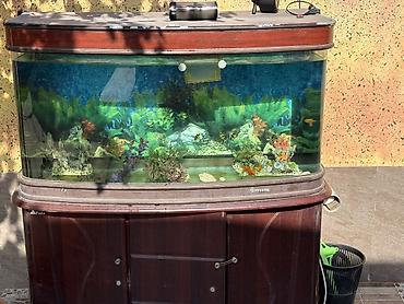ev itləri ucuz: Akvarium-şkaf, Balıqlarla birlikdə, 300 l, Ünvandan götürmə — 2