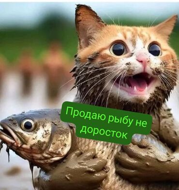 продажа аквариумов: Продаю рыбу не доросток. амур талсталоб карп сазан. наш контактный