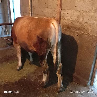 быки ходяк: Продаю | Бык (самец) | На откорм | Привязанные — 1