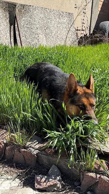 Продажа собак: Овчарка, 11 месяцев, Самец, С прививкой at lalafo.kg — 9 Продажа собак: Овчарка, 11 месяцев, Самец, С прививкой — 9