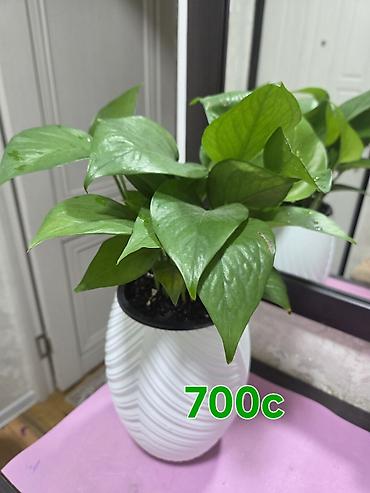 Антуриумы: Антуриум Андре (Anthurium andreanum) - Эффектный комнатный ароид с — 63