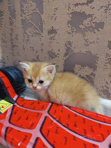 Pişiklər: Qızıl şinşilla, Erkək, Dişi, Yaxşı əllərə, Ünvandan götürmə — 21