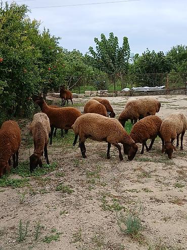 qarabağ qoyunu: Salam təmiz cins heyvanlardı ümumi 12 ədəd heyvandı 10 ədəd təmiz qala — 7