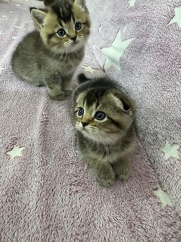 скотиш фолд котята: Шотландские вислоухие котята (Scottish Fold) Два мальчика и две — 5
