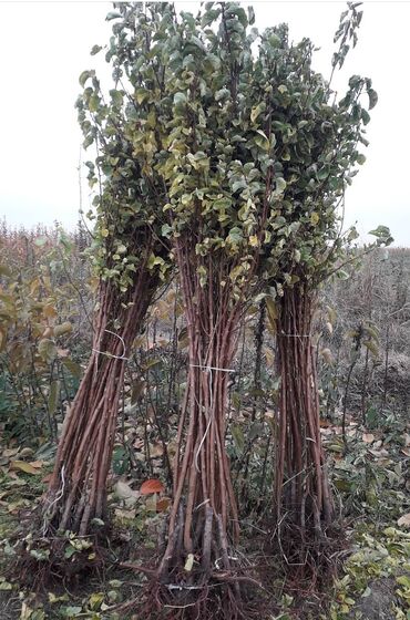 Şitillər: Ərik Tingləri . "Saglam Tinglər Saglam Bagçiliqin Təminatidir"🌱 Yeni — 3