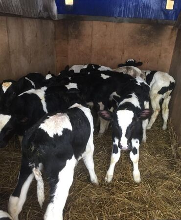 собака булдок: Сатам | Уй (ургаачы), Бука (эркек), Кунаажын