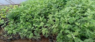 Otaq bitkiləri: Satışda dekorativ saksı bitkiləri – bağ və interyer üçün. - Euphorbia — 12