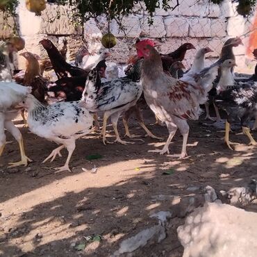 Inəklər, öküzlər: Müxtəlif rənglərdə və ölçülərdə ev quşları. Hecbir xestelikleri yoxdu