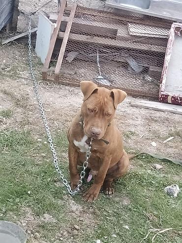 pitbul balaları: Pitbul, 8 ay, Erkək, Peyvəndli, Ünvandan götürmə — 2