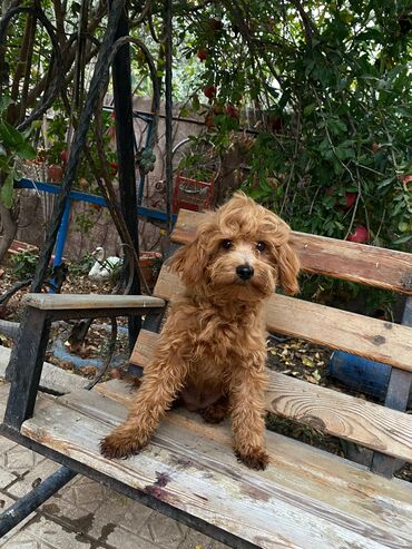 albay itleri: Pudel, 2 ay, Erkek, Ünvandan götürmə