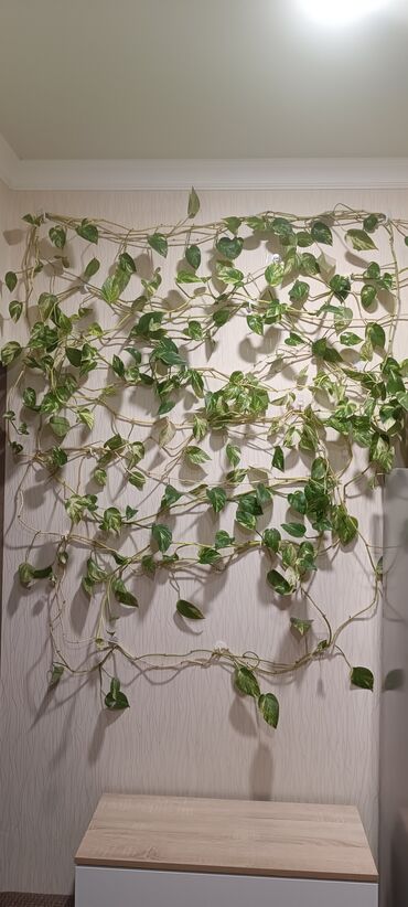 Другие комнатные растения: Живое декорирование. чистый воздух\кислород в помещении. очень