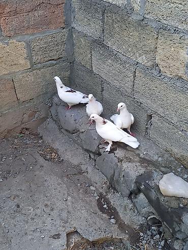 Göyərçinlər: Biri 5 manatdan satılır. gözdü quşlardı tutulma quş deyil -da lalafo.az — 7 Göyərçinlər: Biri 5 manatdan satılır. gözdü quşlardı tutulma quş deyil — 7