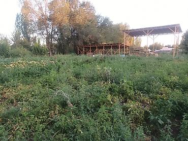 Продажа коттеджей и домов: Продаётся дом село Полтавке в одном участке два дома 1ый дом полтора — 14