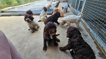 Psi: Lagotto Romagnolo, dostupni štenci Dostupni štenci Lagoto Romanjolo od — 3
