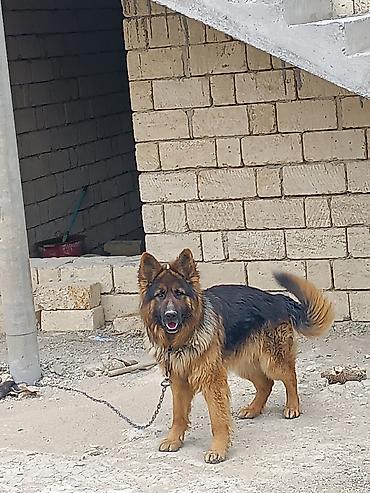 zvanok iti satilir: Alman çoban iti, 10 ay, Erkək, Peyvəndli, Ünvandan götürmə — 1