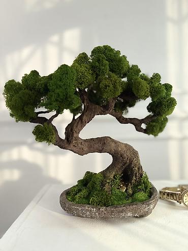 Декоративные цветы: Деревья-бонсай из натурального стабилизированного мха🌳 -это — 34